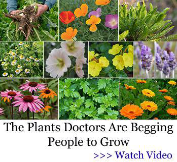 Plants Doctors to Grow